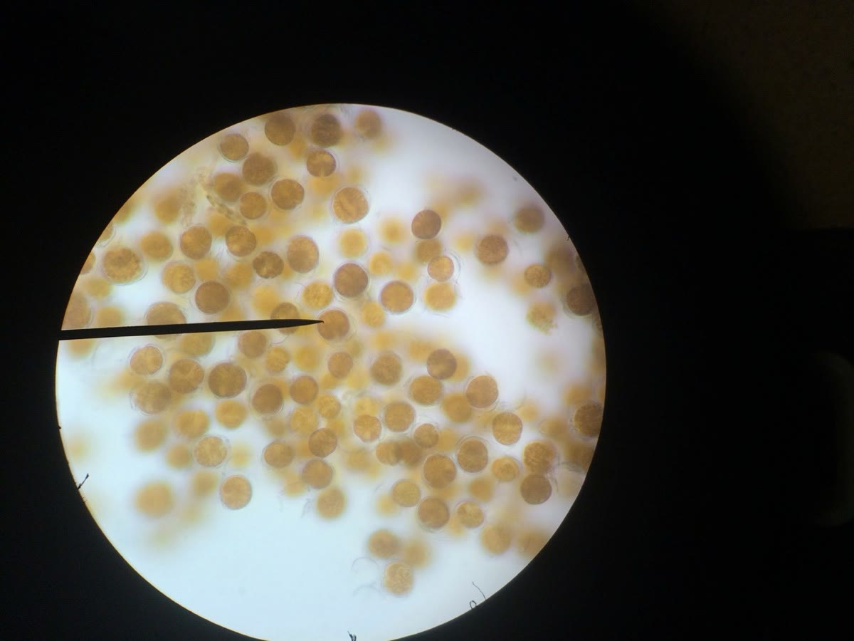 Small round golden-brown dino cells beside a pin